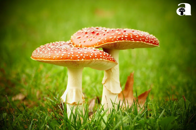 Mushroom Wallpapers