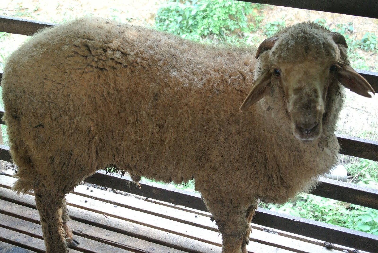 Biri-Biri untuk dijual borong,akikah, ternak atau kenduri 