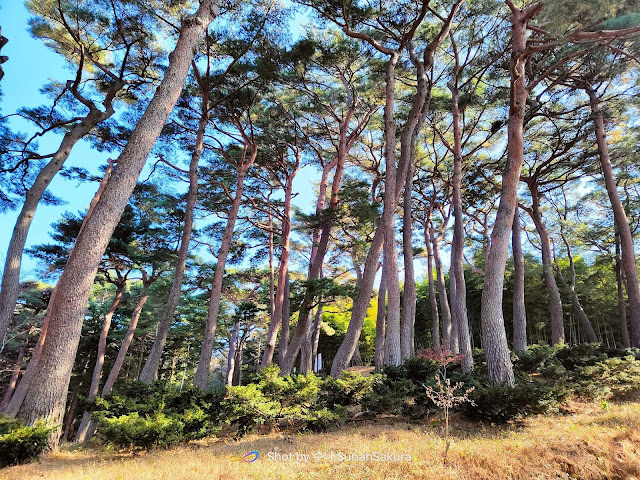 Ahopsan Forest Yang Sangat Menenangkan, Wajib Pergi Kalau Ada Masa di Busan