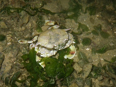 The first creature we saw was a Horned Ghost Crab Ocypode ceratophthalmus The first creature we saw was a Horned Ghost Crab Ocypode ceratophthalmus