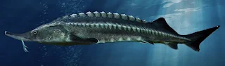 سمكة حفش من نوع بيلوغا المهدد بالانقراض، والذي يعد الكافيار الخاص به أحد أندر وأغلى أنواع الكافيار في العالم