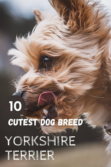 Yorkshire Terrier