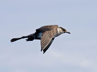 Pomarine Jaeger