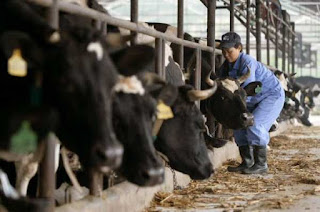 New cloned cattle facility in China