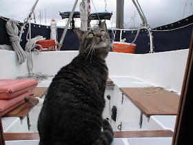 Ships Cat Bree, of Lealea