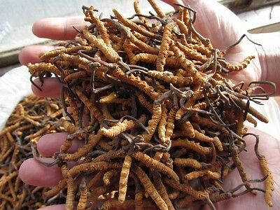 Yartsa Gunbu | Caterpillar fungus | Cordyceps sinensis | Cordyceps militaris | Mushrooms | Medicinal mushrooms | Biobritte mushrooms