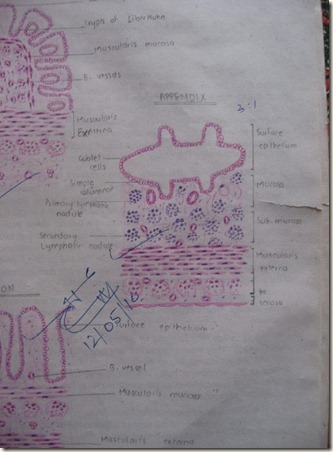 appendix diagram at histology slides database