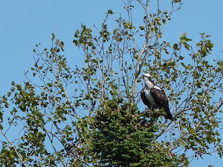 Balbuzard pêcheur - Pandion haliaetus