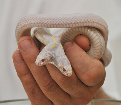 Weird Albino Snake pictures with Two Heads