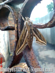 dsc00041