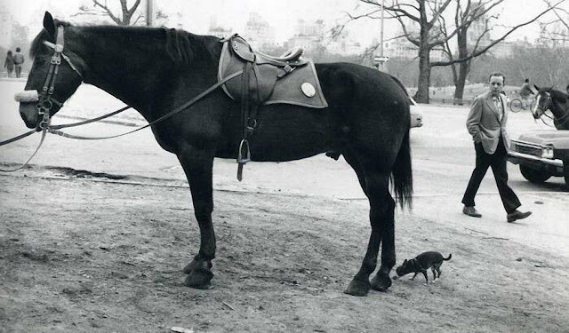 Эллиотт Эрвитт | Elliott Erwitt