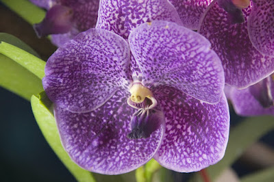 Orchid at Phuket Flower Fair