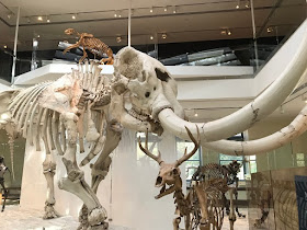 Mastodon at Los Angeles Natural History Museum