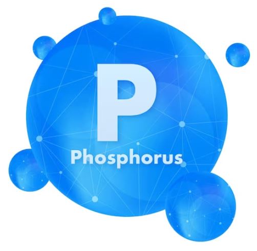 pengertian siklus fosfor