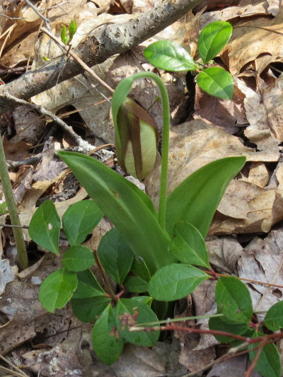 lady slipper bud