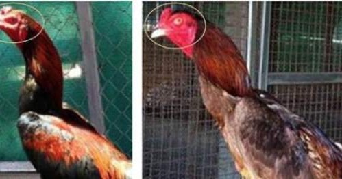 Bentuk kepala ayam  aduan  yang bagus dan pinang AYAM  