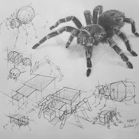 04-Tarantula-spider-tutorial-Animal-Pencil-Drawings-Anjjaemi-www-designstack-co