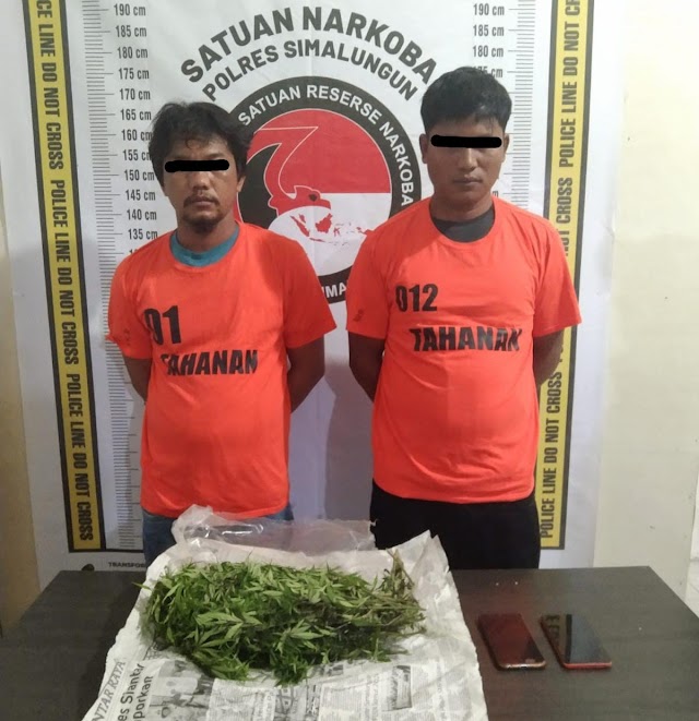 Polsek Saribudolok Ringkus Dua Pengedar Ganja di Perladangan Jeruk Nagori Rakut Besi
