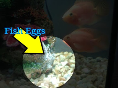 Blood parrot fish hatch eggs