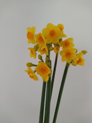 mudflower original daffodil