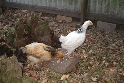 Preparing chickens for hot weather