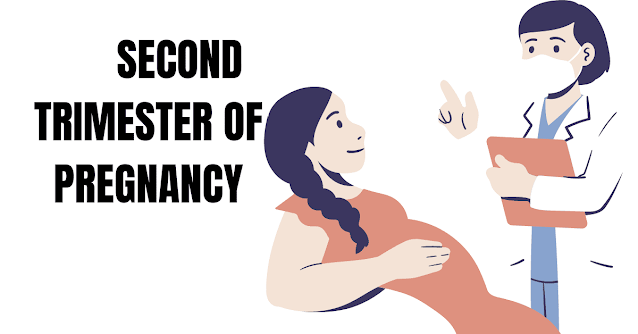 Second Trimester In Pregnancy