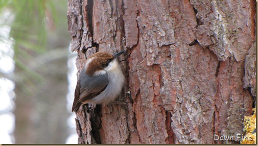 Birds and bark butter_038