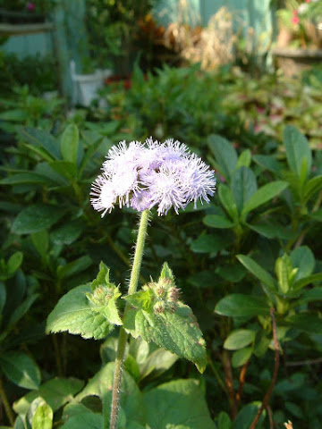 園藝達人栽培術 絨毛花球 藿香薊 霍香薊 園藝部落格 Igarden 花寶愛花園園藝文摘plus