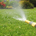 At What Time Should You Water Your Plants And Lawn?