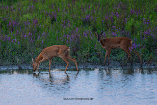 Wildlifefotografie Lippeaue Rehwild Brunft Blattzeit Olaf Kerber