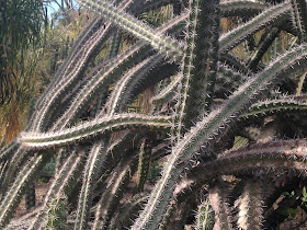 Writhing Cactus Snakes by Maja Trochimczyk 2016