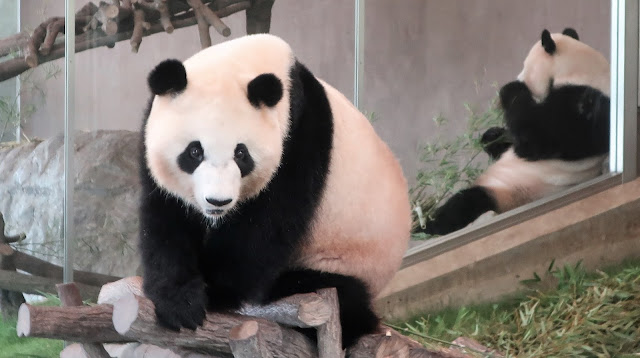 南紀白浜 アドベンチャーワールド パンダ