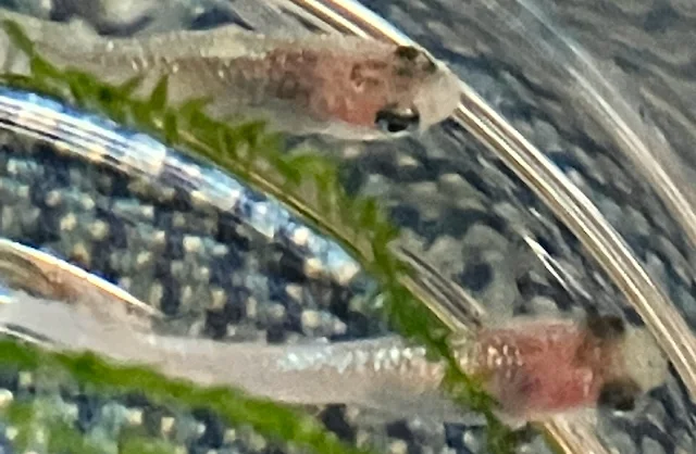 ラズリーメダカ 稚魚 １９２日目