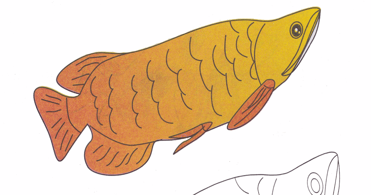  Gambar  Mewarnai Ikan Arwarna Untuk  Anak  PAUD  dan TK