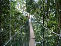 Taman Negara National Park, Malaysia