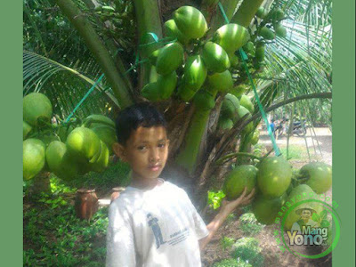 Kelapa Kopyor Genjah sudah berbuah