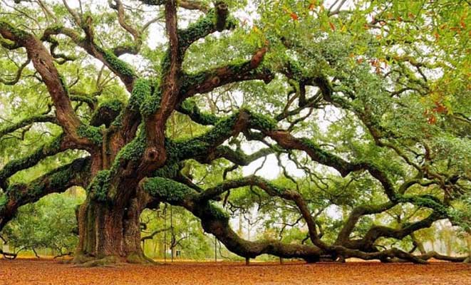 5 Fakta Menakjubkan Pohon Oak Misteri Fakta dan Fenomena