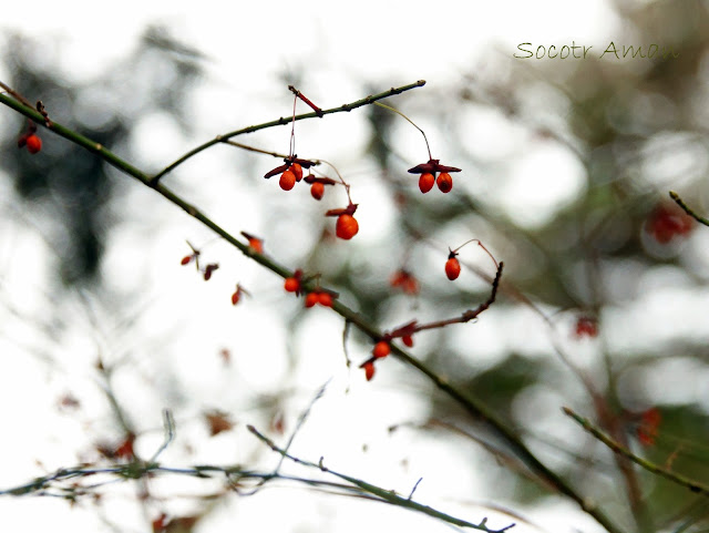 Euonymus alatus