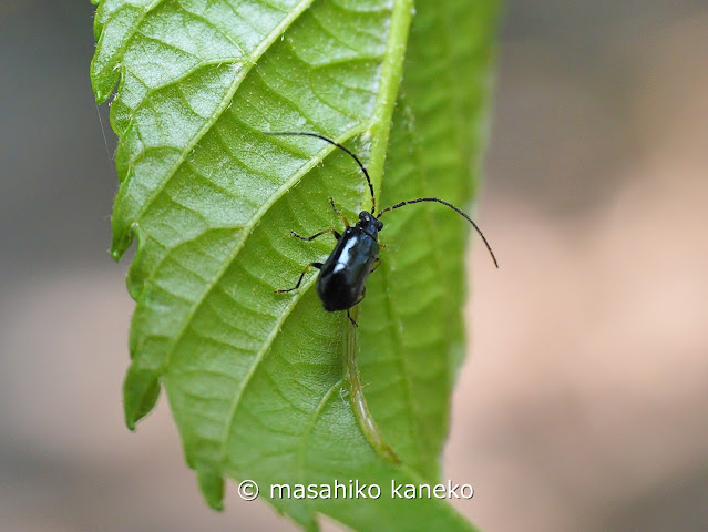 ヒゲナガウスバハムシ