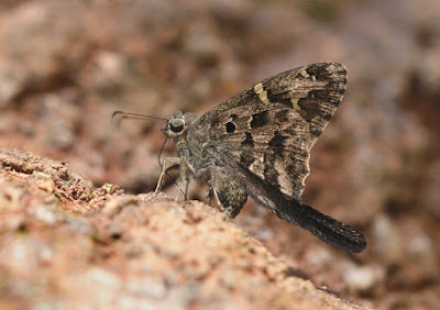 Mariposa coluda manchas doradas (Urbanus dorantes)