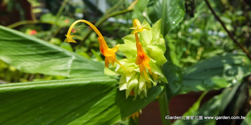 七月開什麼花 14年7月頂樓花園實錄 園藝部落格 Igarden 花寶愛花園園藝文摘plus