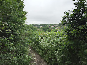 Path from Well Wood to Coney Hall.  2 June 2016.