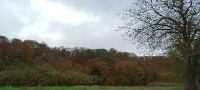 Oak forest along a ridge above the Creuse, Vienne, France. Photo by Loire Valley Time Travel.