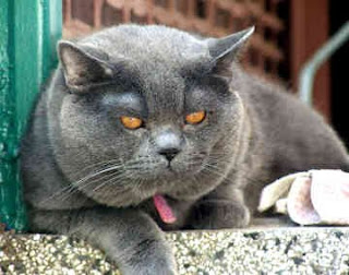 British Shorthair cat pets huisdieren animaux de compagnie Haustiere animais Animale de companie animales domesticos husdjur Evcil Hayvan anifeiliaid anwes domace zvali binatang kesayangan augintiniai animali domestici peatai bet kay lemmikit mga alagang hayop domaci zvirata kucni ljubimci animals domestics maskotak binatang peliharaanpuss pussy pussycat grimalkin kat mace pisik kotka gat macka kocka kass pusa kissa gato katze macska kottur kakis kate qattus kot pisica macka katt kedi con meo kucing