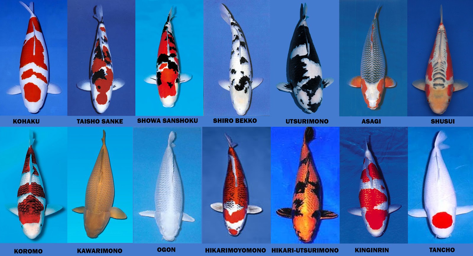 Dunia Ikan  Jenis  Jenis Ikan Koi  Penghuni Kolam