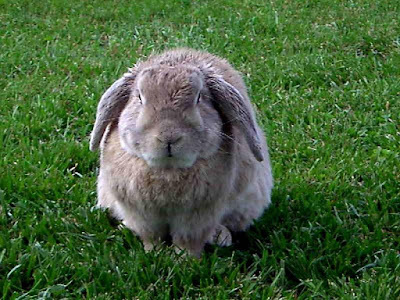 Lop eared rabbit