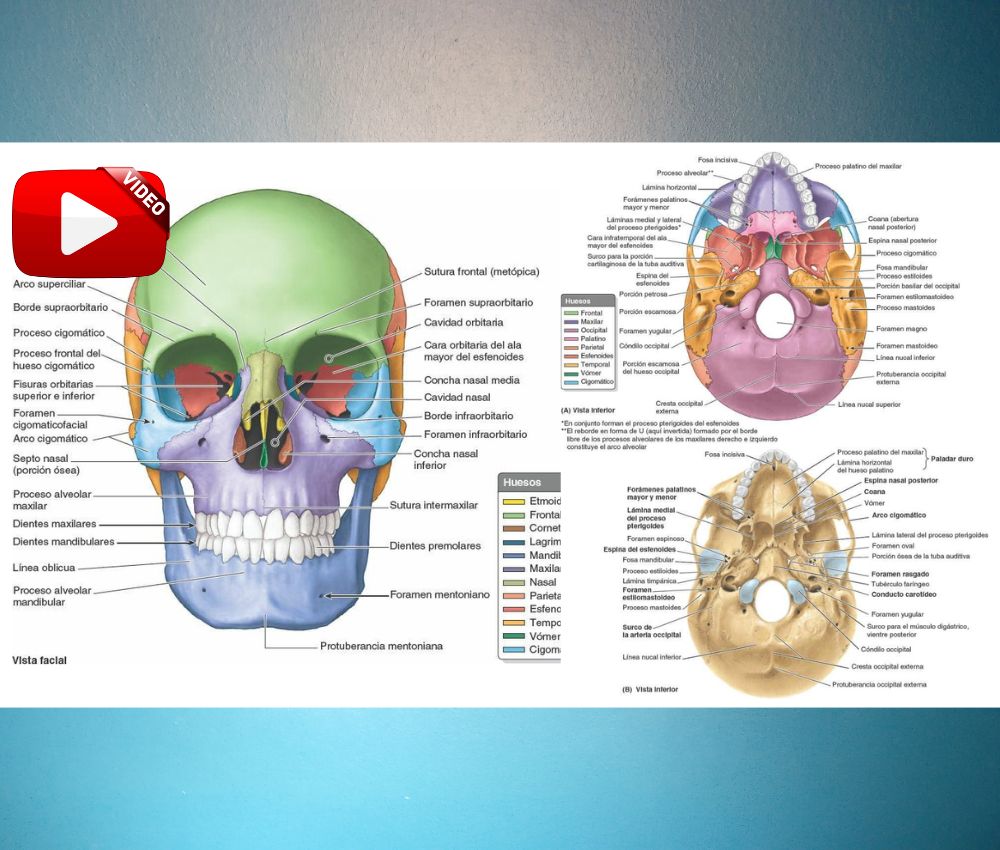 Anatomía