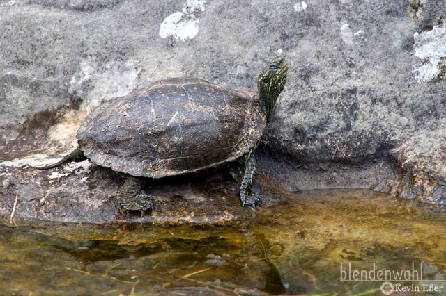 Balkan-Bachschildkröte - Mauremys rivulata