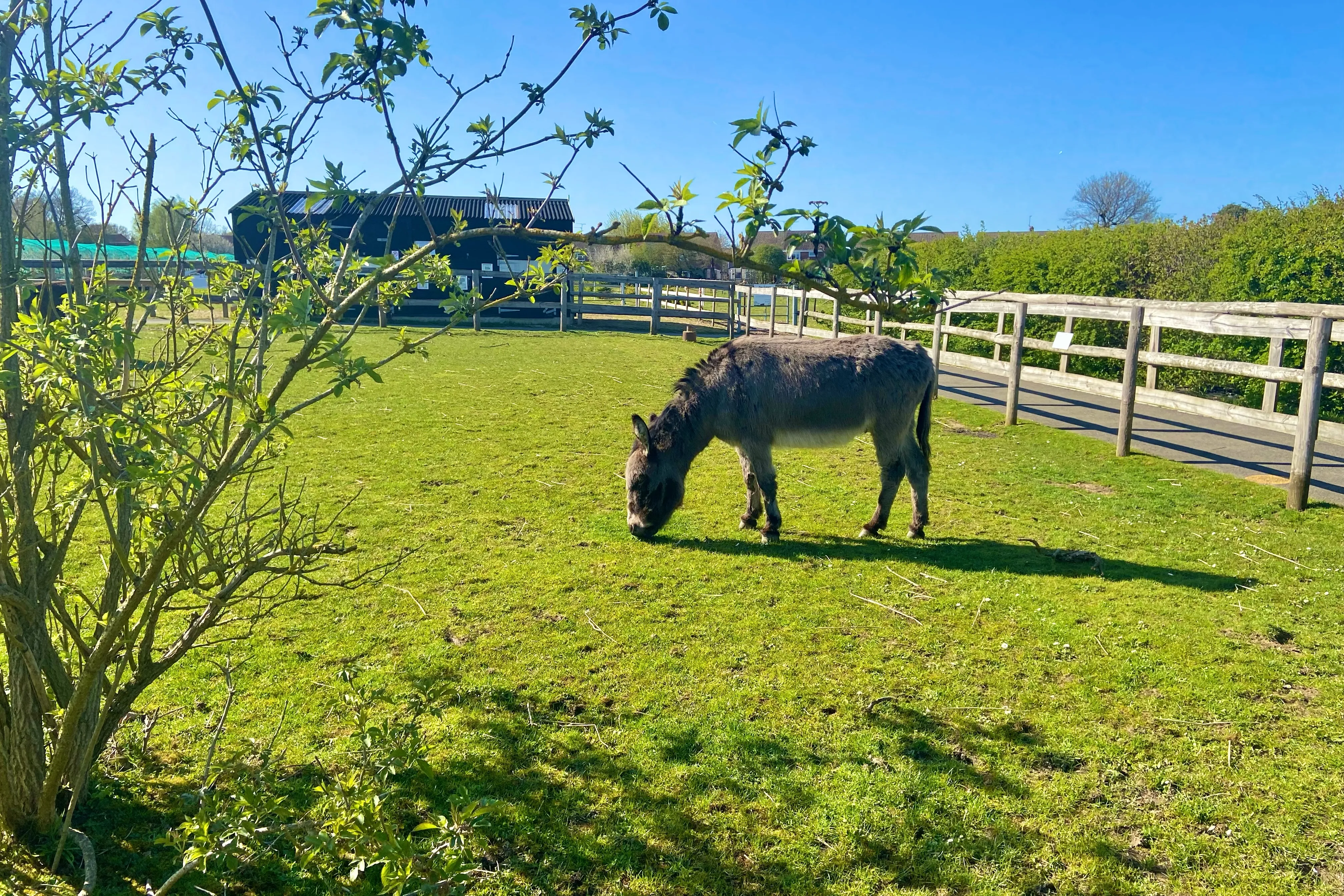 A donkey eating grass in a large field at Lathcoats Farm