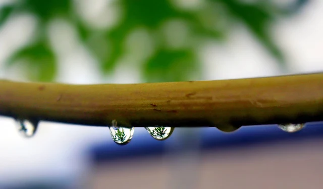 Foto Macro Embun Yang Indah di Dedaunan